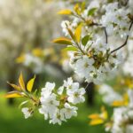 8387_1_albero_dimandorlo-ilcorrieredisicilia.it